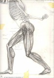 Studio di Anatomia 3
