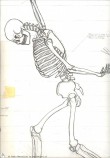 Studio di Anatomia 3